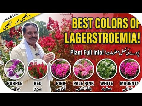​6 Beautiful Colors of Lagerstroemia:Propagation, Care, and Leaf Drop Guide