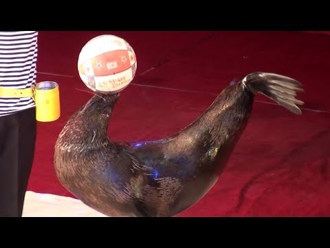 Circus. Sea lions. Цирк. Морские львы