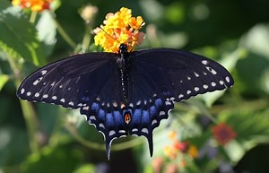 15 Black Butterfly Meanings: What Does the Mystery Reveal?