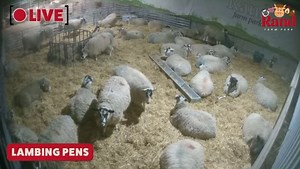 🎥 LIVE LAMB CAM! 🎥 🌟 Brand-new for 2025, our Live Animal Page is now online on our website; bringing you an exclusive, real-time view of our animals. You can experience the magic of the farm from anywhere! We're currently streaming LIVE from the Lambing Pens, where our pregnant ewes will be giving birth in the upcoming weeks 🐑🥰 Want to be a lambing pro? 💡 The page also includes; 🐑 A handy guide on the 5 stages of lambing, and what to look out for in the expectant ewes ❓ Information on how