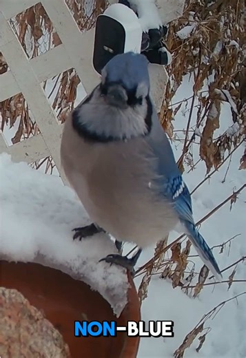 Understanding Blue Jays: The Science Behind Their Color