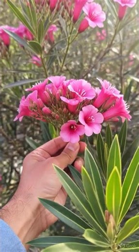 Nature Love ❤️🌿✨ #Shorts #comedyshorts #song #funny