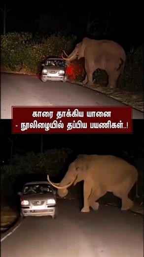 காரை தாக்கிய யானை - நொடியில் தப்பிய பயணிகள் #elephantattack #car #munnar #padayappa #viralvideo