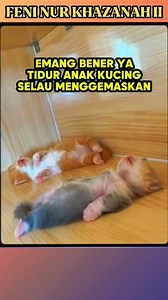 294K views · 10K reactions | Kenapa tidur anak kucing itu selalu lucu banget? #kucing #kucinglucu #pecintahewan #hewanlucu #pecintakucing #reels #kucingoren #kucingpersia #reelsviral #viral #kucingviral #pecintakucing #kucingcomel #kucinggemoy | Feni Nur Khazanah II | Facebook