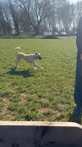 32K views · 63 reactions | A body language challenge for you!! So can anyone tell me what is happening here and have a guess at why?? To make it complicated both dogs are called Roxie  and for context, The Roxie in the muzzle was here for an aggression assessment!!! Tell me what you see!! Good luck | Impackt Behaviour | Facebook