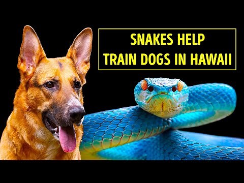 Are There Snakes in Hawaii? Turns Out Yes But Special