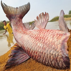 Unbelievable technique fishing catching system in the river dry place underground catching big stuck blood carp fish #fish_video #fish | Fisherman Animal Lover-Original