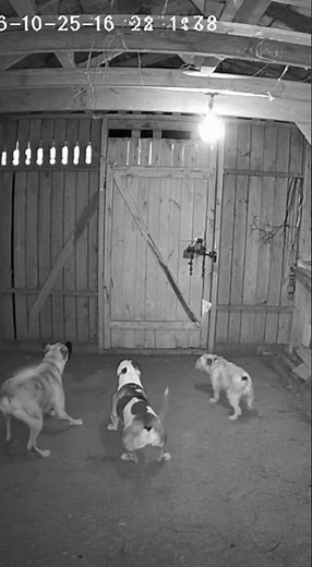 Night Vision Horror | Shadow Creature Breaks into Barn