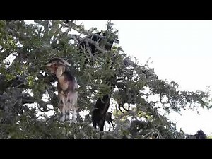 Encounter the Phenomenon: Climbing Goats