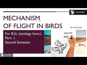 Mechanism of Flight in Birds || MORPHOLOGICAL & ANATOMICAL adaptations|| SEMESTER 2/ B.Sc. PART-1