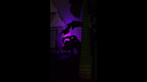 Siente la música con los increíbles shows de luz de LIGHTLINK