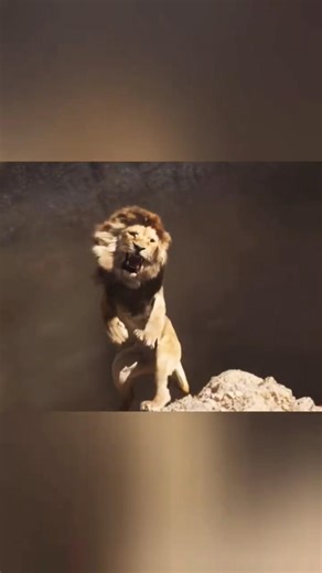 Scar Murders Mufasa.... (Long Live The King...) #shorts