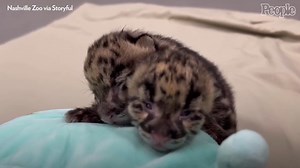 Nashville Zoo Welcomes Clouded Leopard Cub Twins — See Photos