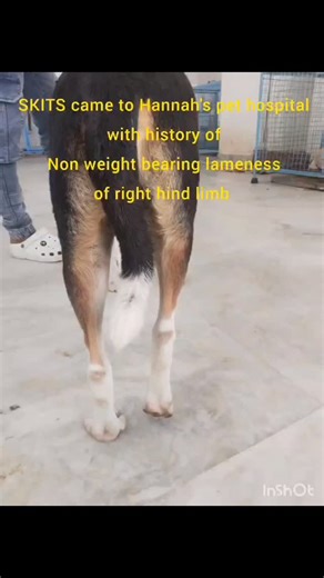 Hannah's pet hospital Jordan's Pet Care | #fho surgery | Instagram