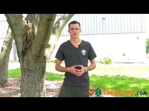 How to Get a Job as an Arborist - TreeStuff.com