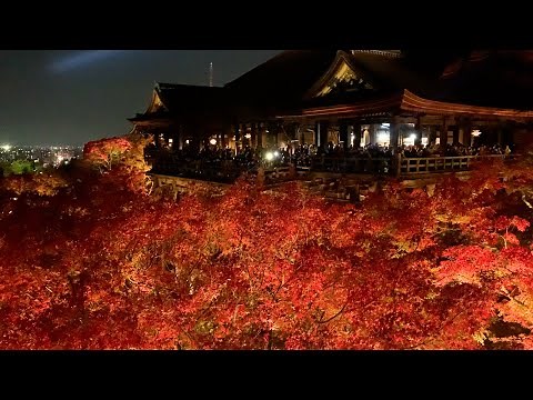 ライトアップされた清水寺と紅葉