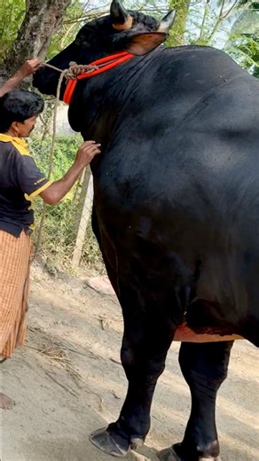 The Black Vigorous Bull – One of the Biggest and Strongest Black Bulls you'll See! The Owner is Showing Heartfelt Love To The Bull! 🐃😍#BlackColossus #GiantBull #StrongestBull #BullLover #FarmLife #CattleFarming #MajesticBeast #AnimalBond #PowerfulBull #LoveForAnimals #sumonscattle | SUMON’S CATTLE