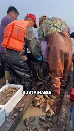 Inside the Profitable Sea Cucumber Aquaculture Industry