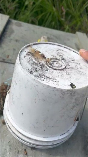 Bucket robbers mean dearth is here