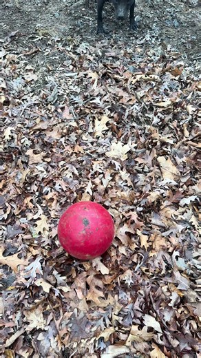 Mastering the Bolio Bloodline: The Art of Selective Breeding