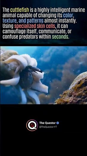 The cuttlefish #nature #intrestingfacts