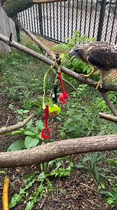 Intelligence in Action! Nelson is a handsome Red-tailed Hawk and super smart. He has been presented his meal on several parts of this hanging enrichment device. You can observe him noticing the dollops of his specialized bird of prey meat on the sections of the device. He wastes no time, either up on the perch, or on the ground of his habitat sampling his dinner...he obtains his meal through the action steps he takes through cognition and physical abilities. Video shared by Allie M | Niabi Zoo