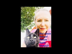 Spot the Blue Tongue Lizard: Ultimate Reptile Adventure!