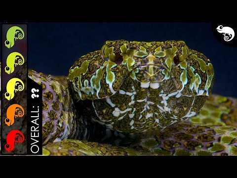 Mangshan Pit Viper, The Best Pet Snake?