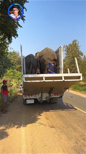 This Elephant Rides a Truck