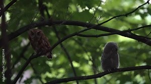 An adult eastern screech owl and its owlet perch near one another in the dark.