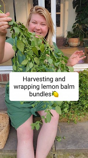 Harvesting and wrapping lemon balm bundles 🍋 #lemonbalm #mintplants #gardentipsandtricks #gardeningtips #lemonbalmsalve | Ellie Bagwell