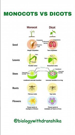 🌱 Monocots vs Dicots: One seed, two stories! 🌿 #educationalvideo #plants #plantscience #biology