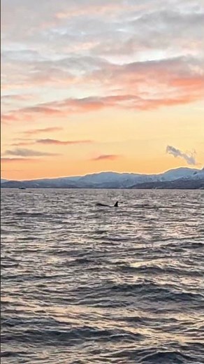 Norway Whale Watching #Skjervøy #Norway #Orca