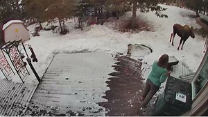 Alaska woman uses 'mom voice' to stop moose in its tracks, save dog