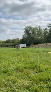 Great day at Kings Park today! 🐾We had first runs in company for Star and Bonnie (thanks to Stan and Luna for helping out), plus first visits from Marla, Newt, Sox and Bullet. Lovely to see Dax & Kiera back too – Kiera was especially happy to be pouncing on the lure again!⭐ Two nice wins for Ollie.🥧 We enjoyed pies and cakes during the break.☀️ The weather was kind, and while the track is holding up well in the hot spell, we’re definitely ready for some rain now. Thanks to everyone who came al