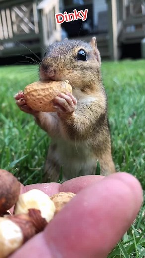 Something scared Mr Dinky❤️#foru #cutie #animalsoftiktok #fast #chipmunk #Dinky