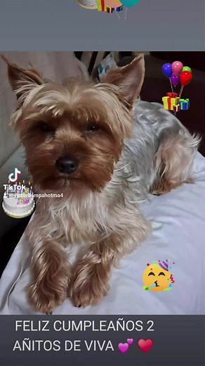 Videos de danza con lobos 🐺 (@danza.con.lobos5) con “sonido original - danza con lobos 🐺”