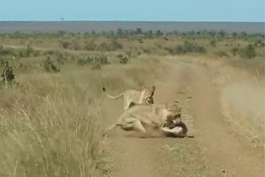Two Lionesses Ambush Unsuspecting Warthog