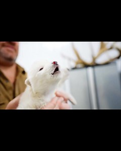 1.7M views · 26K reactions | SOUND ON! This is the FIRST dire wolf...