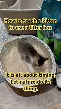 How to teach a kitten to use the litter box. Create conditions for it! #kittencuddles #catkid