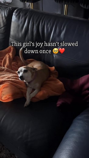 305K views · 19K reactions | I think it’s safe to say…her tail has NOT stopped wagging since she moved in. 凉 This girl radiates pure joy in every room she’s in. #BellaTheStory #RescueDogLove #HappyTails #dogsofinstagram #LifeWithBella | Here Comes Bella | Facebook