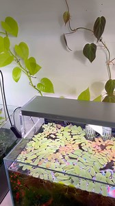 FREE! aquascaping class this Sunday 11AM till noon at Aquarium Zen. The subject will be “Balance”, taught by Master Aquarist and Aquarium Zen’s owner Steve Waldron. No RSVP required, just show up on time with an open mind.#seattle #aquascaping #freshwateraquarium #natureaquarium #plantedaquarium #aquadesignamano | Aquarium Zen