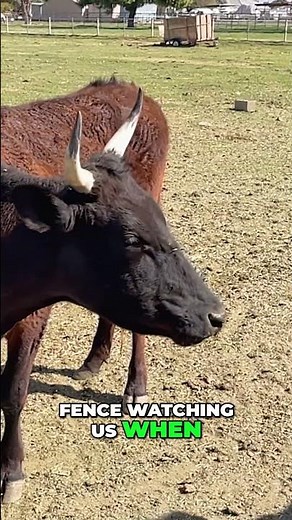 Cows' Social Life: Understanding Their Curious Behavior #shorts