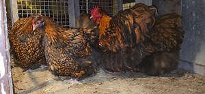 36K views · 518 reactions | Orpington gold | Păsări de Rasă Costin Ganicenco | Facebook