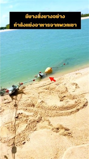 มีบางสิ่งบางอย่างกำลังแย่งอาหารจากพวกเขา #wildlife #animals #nature #buaya #crocodile #ular#piton