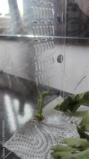The female tree mantis (Hierodula tenuidentata) eats the bug upside down, attaching its legs to the side wall of the terrarium.