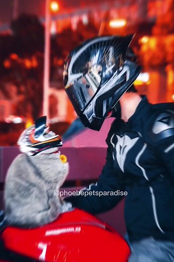 Cool 😎 #pets #cats #petsoftiktok #catsoftiktok #kitty #fypシ #moto #motorcycle #motogirl #motocat #cute #helmet