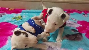 So cute | The Bull Terrier Club
