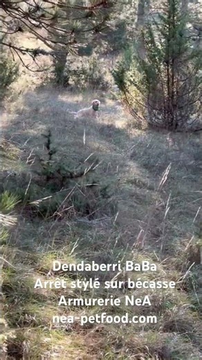 Dendaberri BaBa en arrêt stylé sur bécasse #armurerienea #setter #setteringlese #setteringles