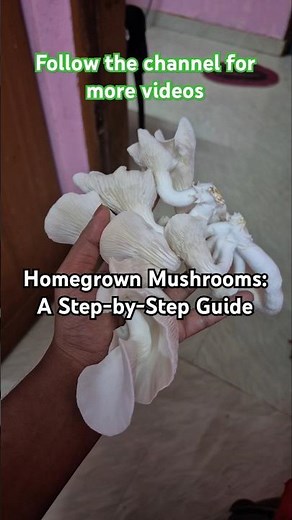 Homegrown Mushrooms: A Step-by-Step Guidel Watch Them Grow!"😊😊 #mushroom#cultivation#fungi#botanist